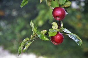 Potenzielle Energie: Der Apfel, der am Baum hängt, hat aufgrund seiner Lage noch potentielle Energie (Lageenergie)